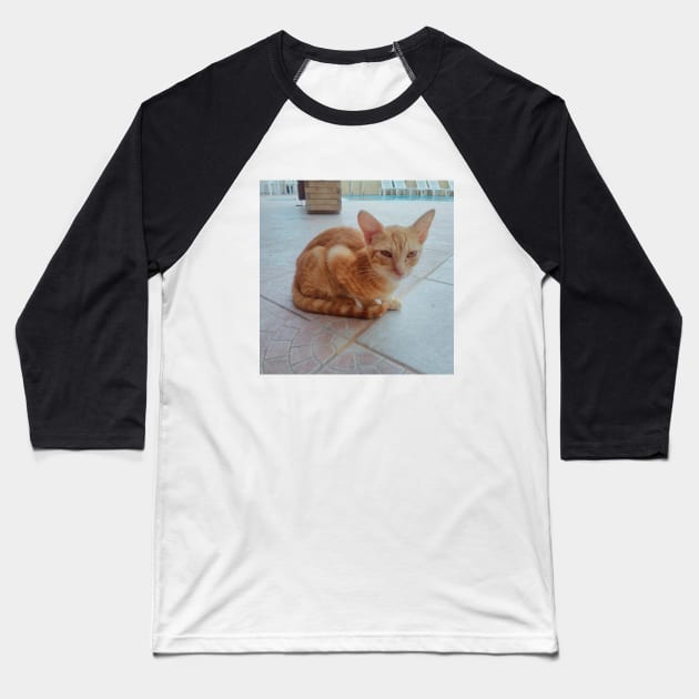 Pretty Siamese Egyptian Red Cat Photography for cat lovers and cat addicts Baseball T-Shirt by BoogieCreates